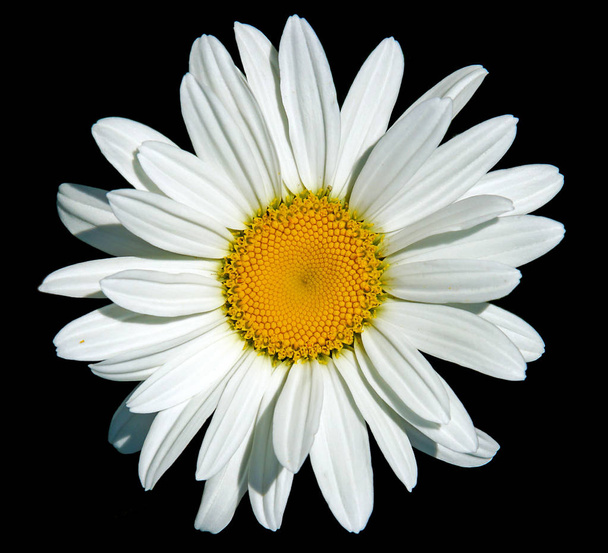 Λευκό το χαμομήλι είναι ένα όμορφο καλλωπιστικό φυτό, απομονώνονται σε μαύρο φόντο - Φωτογραφία, εικόνα