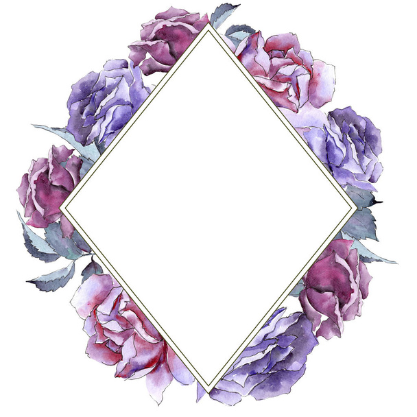 Colorful rose. Floral botanical flower. Frame border ornament square. - Foto, immagini
