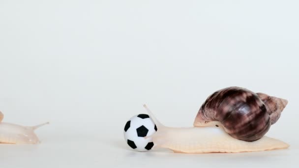 Una cóclea con sus cuernos toca una pelota de fútbol sobre un fondo blanco. El segundo caracol se arrastra desde lejos
. - Imágenes, Vídeo