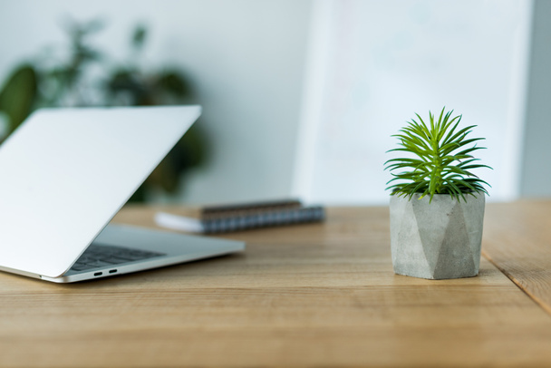 laptop and green plant on wooden table in office - Photo, Image