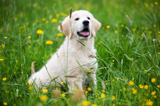 золотистый ретривер щенок в траве - Фото, изображение