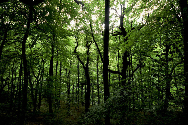 Лес с большими деревьями
 - Фото, изображение
