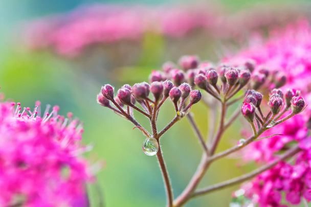 Pequenas flores rosa decorativas com estames longos com gotas de orvalho em hastes após a chuva
 - Foto, Imagem