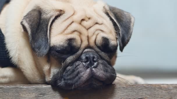 Close-up-Gesicht des niedlichen Mops Welpe Hund schlafen Ruhe am Kinn auf Holzboden - Filmmaterial, Video