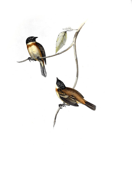 Иллюстрация птицы. Старое изображение
 - Фото, изображение