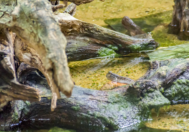 a mudskipper fish in riparian wet ambiance - Photo, Image