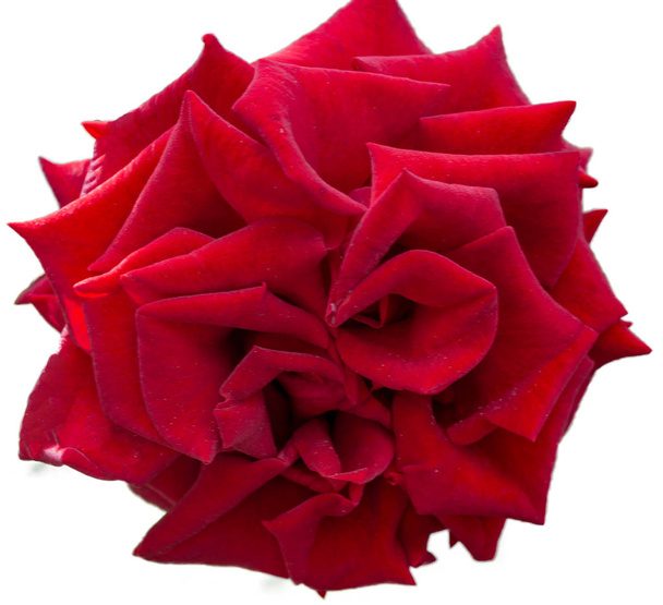 Červená růže květiny na bílém pozadí - Fotografie, Obrázek
