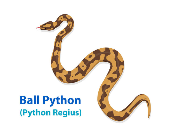 Realistic Ball Python snake in vector art design, top view - Vector, Image