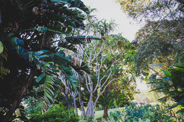 detail of trees and vegetation in city park in Sydney, Australia - 写真・画像