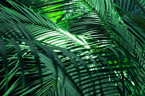Tree Palm leafs pattern for nature background. - Foto, Imagem