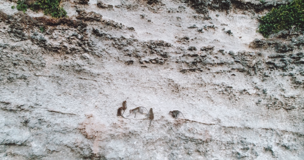 石灰岩の崖の上/空中を座っている猿の空撮インドネシア ・ バリ島の石灰岩の崖の上に座ってサルのビューをドローン - 映像、動画