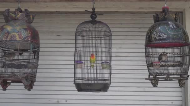 Πουλιά σε κλουβί / κρεμαστά κλουβιά με τα πουλιά στην παραδοσιακή ασιατική αγορά pet - Πλάνα, βίντεο