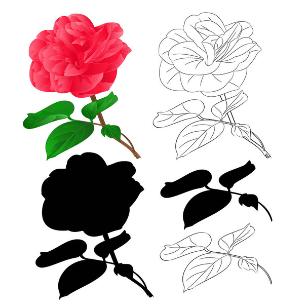 Flor Camellia Japonica con brotes contorno natural y silueta vintage sobre un fondo blanco vector botánico ilustración editable mano dibujar
 - Vector, Imagen