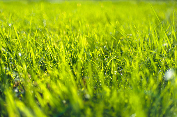 Texture of green meadow grass closeup. Green grass background for design - Zdjęcie, obraz