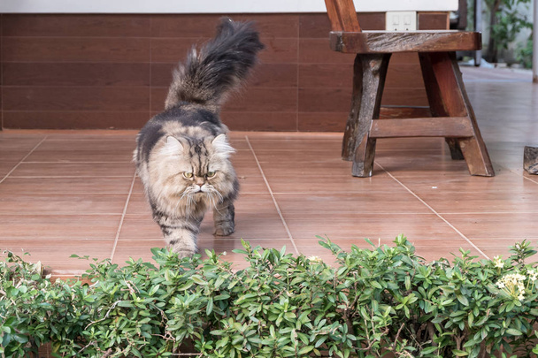 gato persa joven (con enfoque selectivo
) - Foto, Imagen