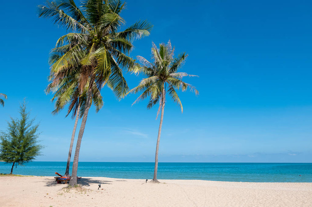 Kokosová palma na pláži (Selektivní fokus a tón připustilo) - Fotografie, Obrázek