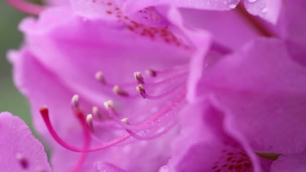 Lähikuva kaunis vaaleanpunainen Azaleas kukkia keväällä
. - Materiaali, video