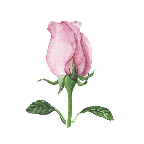 Fresh pink rose flower with green leaves isolated on white background. - 写真・画像