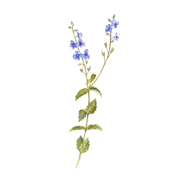 watercolor drawing flower of birds-eye speedwell - Photo, image