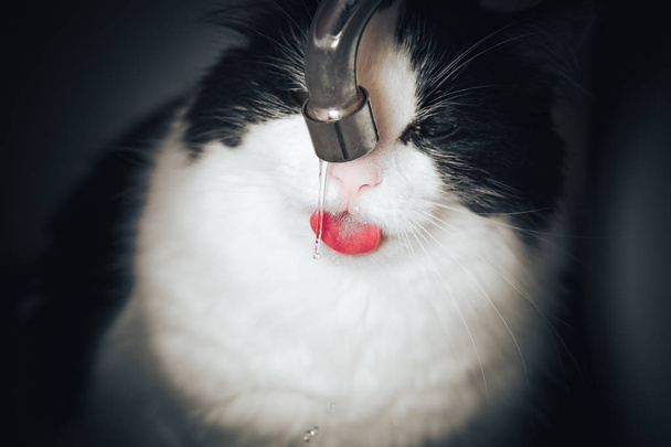 Funny cat with fangs drinking water in the bathroom. - Φωτογραφία, εικόνα