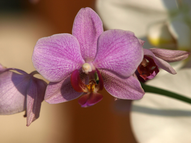 Orchid-Phalaenopsis flower - Photo, Image