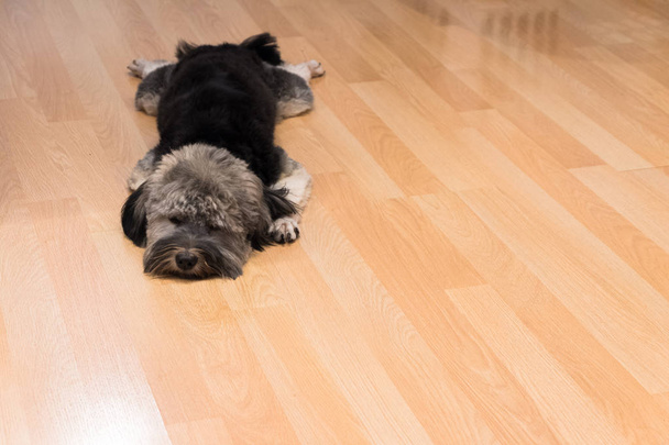 Smutno szczeniak Shih Tzu, leżącego na drewnianej podłodze po tym jak sam. - Zdjęcie, obraz