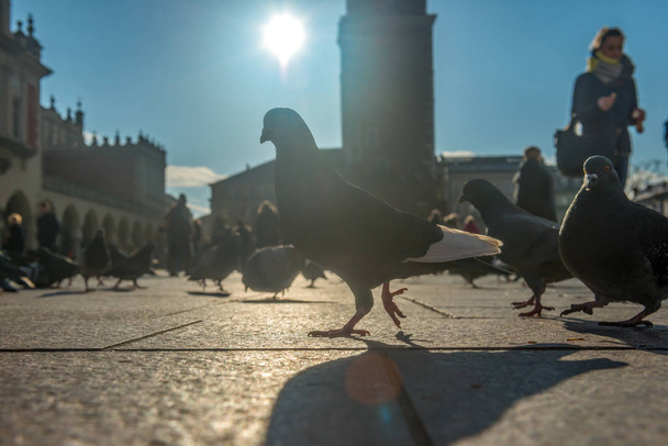 Um bando de pombos na praça do mercado em Cracóvia. Visão de baixo ângulo de um grupo de pombos caminhando em uma rua da cidade.Foco extremamente seletivo no olho do pombo na parte esquerda da imagem
. - Foto, Imagem