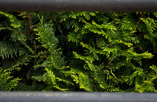 a fal a örökzöld tű-szerű ágak egy dísznövények napfény absztrakt természetes háttér - Fotó, kép