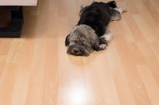 Λυπημένο κουτάβι Shih Tzu ξαπλωμένος στο ξύλινο πάτωμα μετά από να είσαι μόνος. - Φωτογραφία, εικόνα
