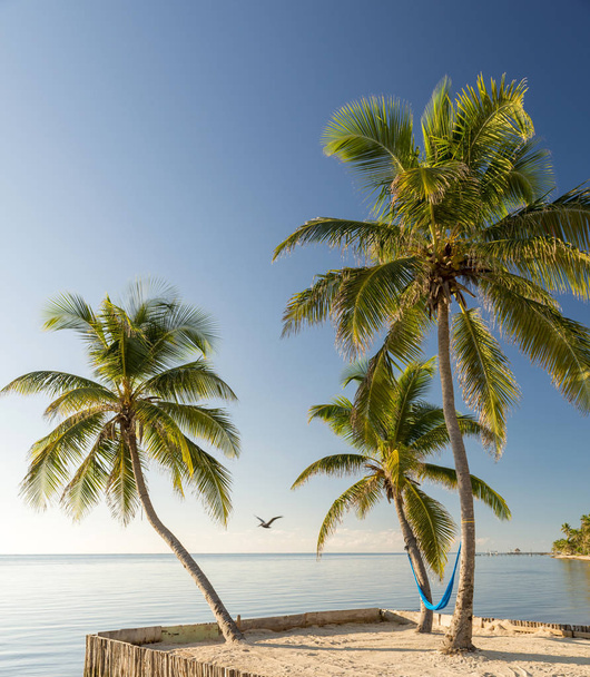 Пляж тропічного острова з гамаком підвішений на пальмах з чайкою, що літає на
 - Фото, зображення