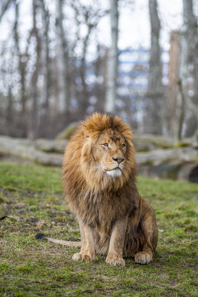 Animal salvaje León en el zoológico de Varsovia
 - Foto, imagen