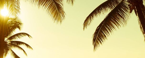 frondas de palmeras tropicales bajo el cielo del atardecer vintage como bandera de fondo
 - Foto, imagen