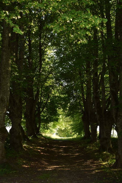 Way forward through trees - Photo, Image