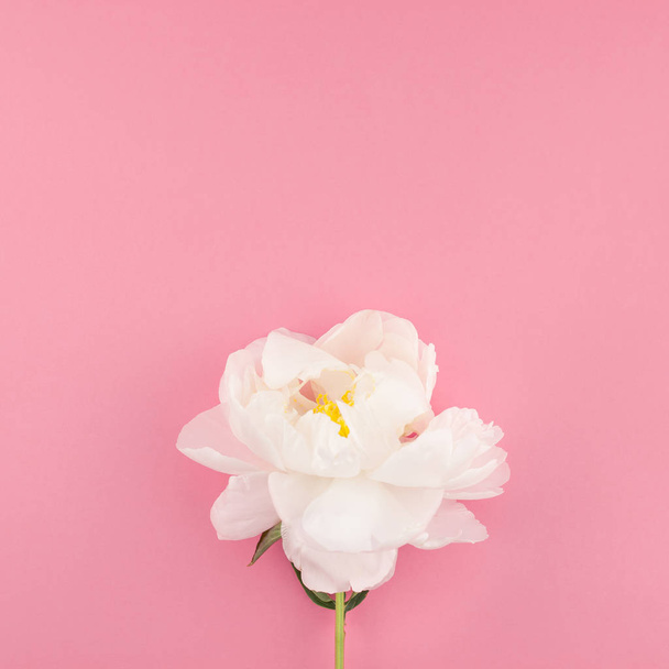 Blooming white peony flowers on square color paper background with copy space in minimal style, template for postcard, lettering, text your design. Wedding invitation and celebration greeting concept - 写真・画像