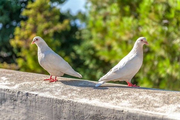 Deux colombes blanches avec des becs rouges s'assoient sur le mur, face à l'autre
 - Photo, image