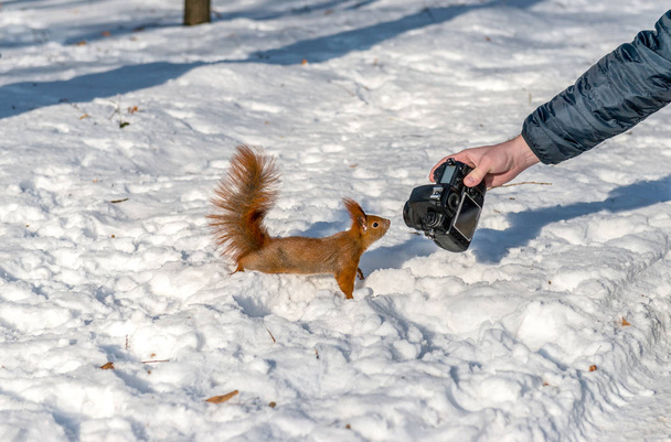 Красная белка смотрит на цифровую камеру. Зима, парк в Варшаве
 - Фото, изображение