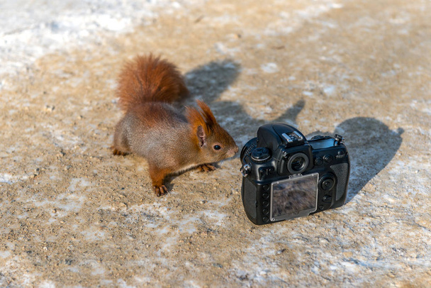 Egy vörös mókus figyel egy digitális fényképezőgép. Tél, park Varsóban - Fotó, kép