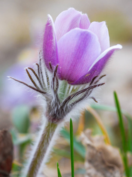 im Kiefernwald Passionsblumenblüten pulsatilla patens - Foto, Bild