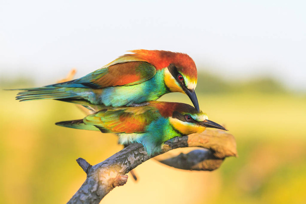 Liebe zu zwei exotischen Vögeln - Foto, Bild