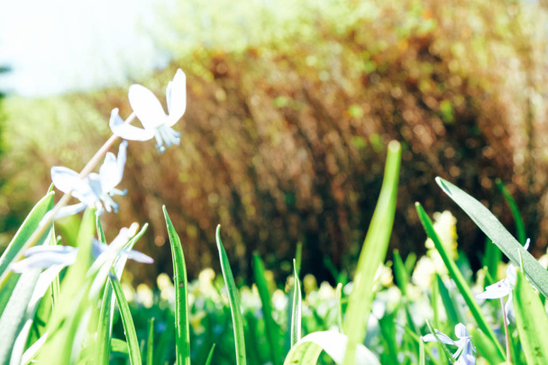 Поле красивих квітів білої лілії у світлі сонця
 - Фото, зображення