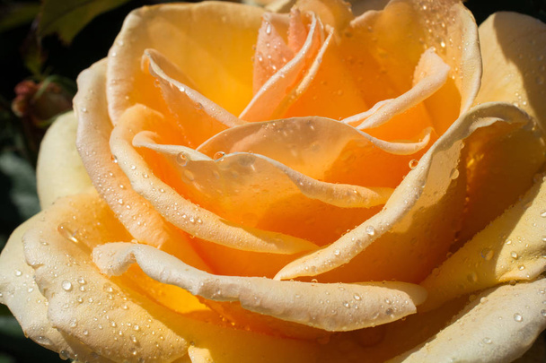 Πολύχρωμο φρέσκο τριαντάφυλλο στο κοντινό πλάνο άποψη - Φωτογραφία, εικόνα