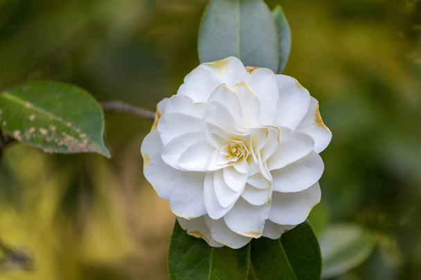 Belle camélia au Portland Japanese Garden, Oregon, USA
 - Photo, image