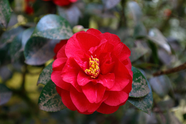 Bahar, güzel kırmızı Kamelya - Fotoğraf, Görsel