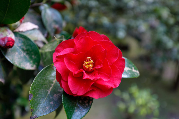 Красивая красная камелия весной
 - Фото, изображение