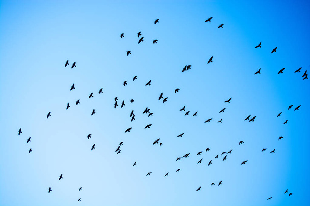 Стая птиц, летающих в небе
 - Фото, изображение