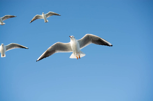 Gaivotas voando no fundo do céu
 - Foto, Imagem