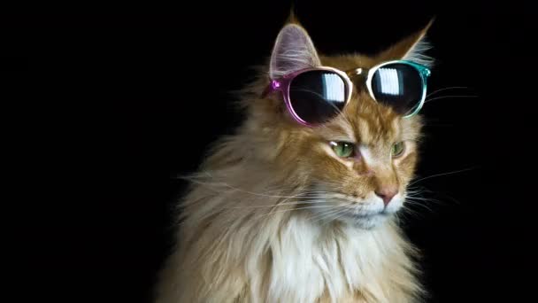 όμορφη δροσερή γάτα με γυαλιά ηλίου που παρουσιάζουν και κοιτάζοντας γύρω - Πλάνα, βίντεο