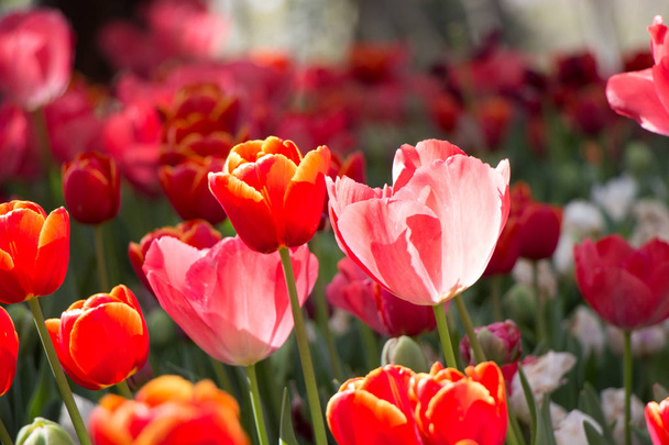 Värikäs tulppaani kukkia kukkivat keväällä puutarhassa - Valokuva, kuva