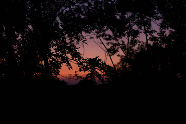 ηλιοβασίλεμα στα Καρπάθια. Φύλλα σφενδάμου στο πίσω φως - Φωτογραφία, εικόνα