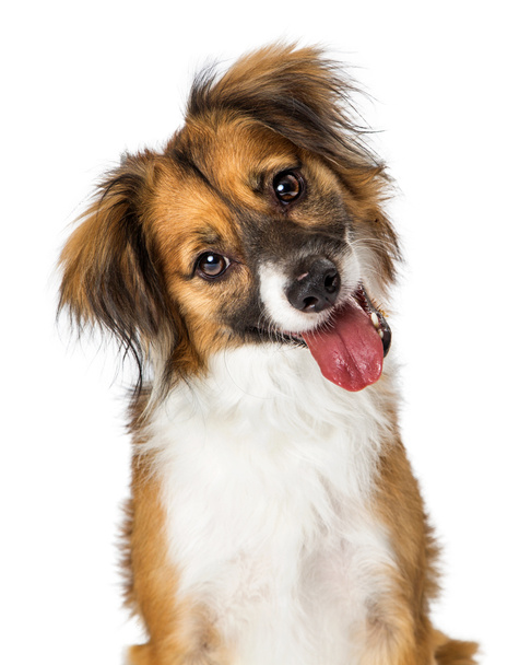 Close-up πορτρέτο ενός σκύλου τρι-χρώμα χαριτωμένο νεαρή μικτή μικρή φυλή ψάχνει σε κάμερα και γέρνοντας το κεφάλι με ανοιχτό το στόμα, τη γλώσσα έξω και μια ευτυχισμένη έκφραση - Φωτογραφία, εικόνα